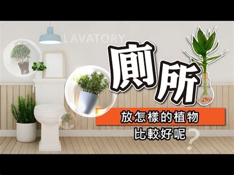 廁所擋煞植物|植物化解各種煞氣的方法！